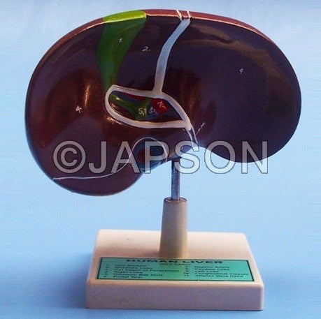 Human Liver With Gall Bladder Human Liver With Gall Bladder